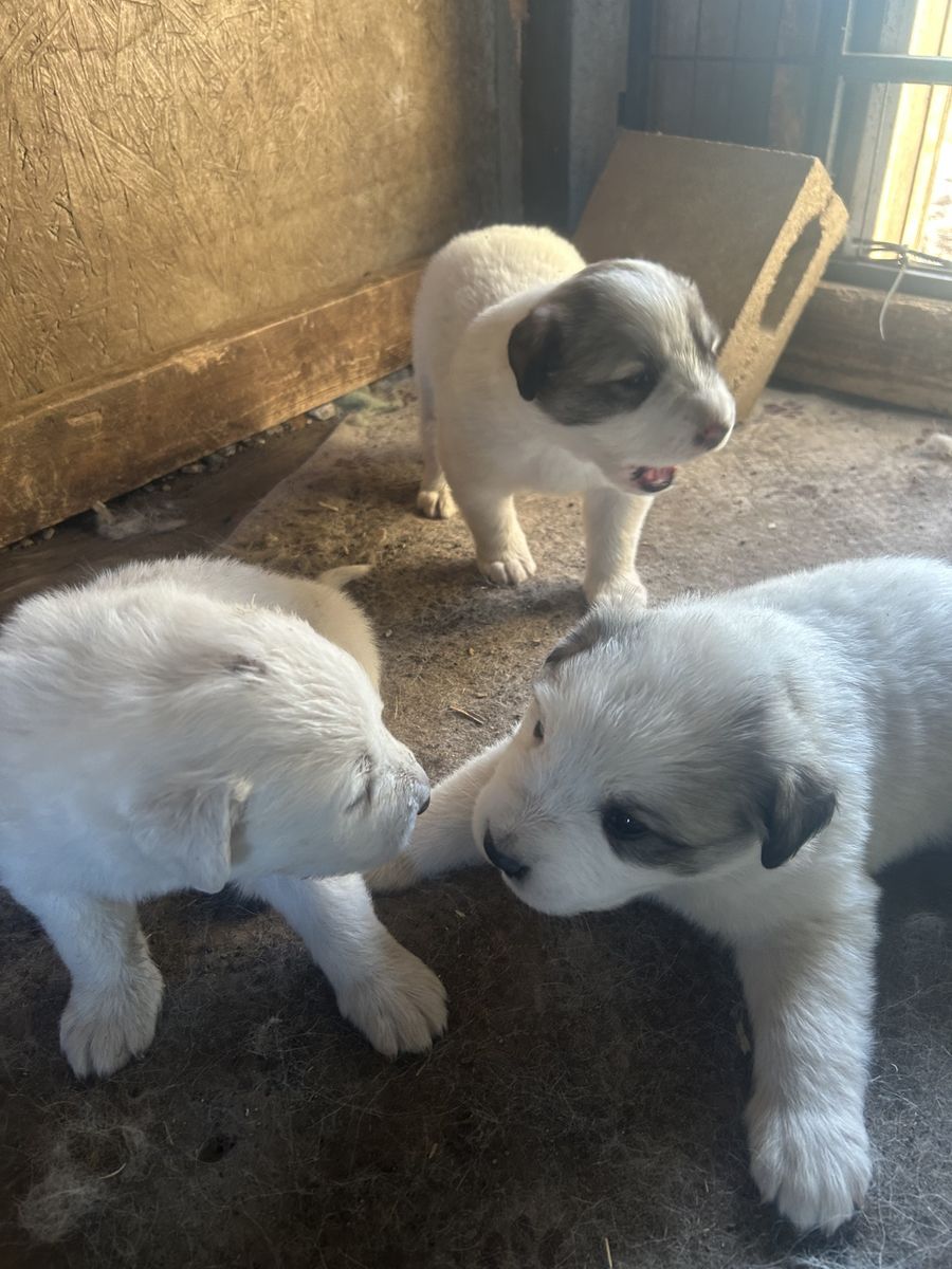 Great Pyrenees puppies