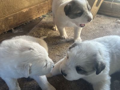 Great Pyrenees puppies