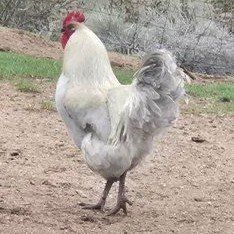 Lavender and Buff Orpington roosters