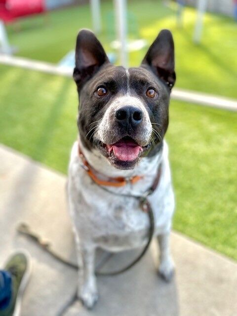 A159698 Ruger is Available for Adoption!