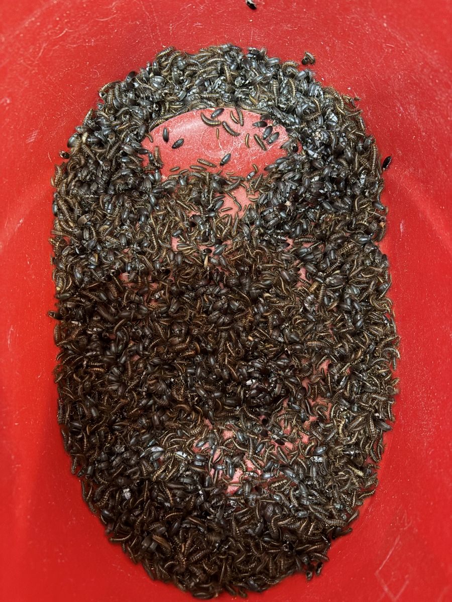 Dermestid beetles