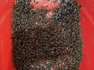Dermestid beetles