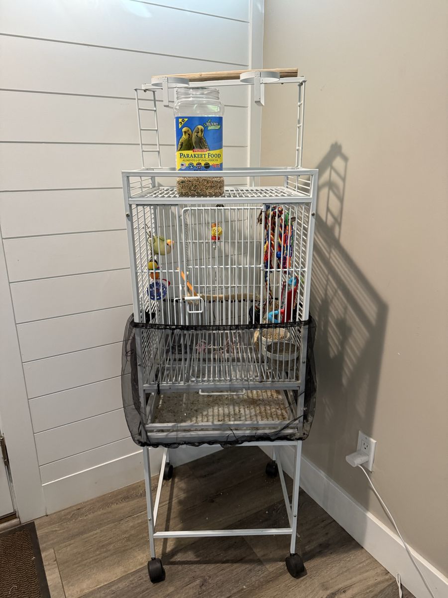 One year old female lovebird