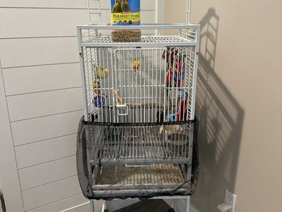 One year old female lovebird