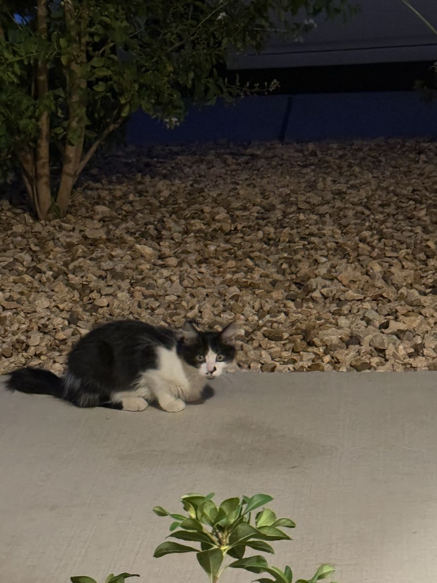 Kittens (barn cats) 