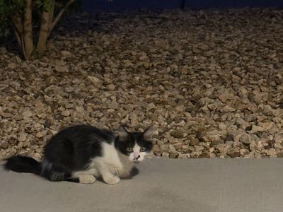 Kittens (barn cats)