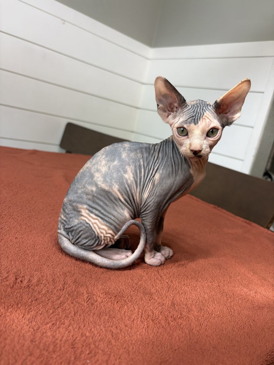 Sphinx kitten female 