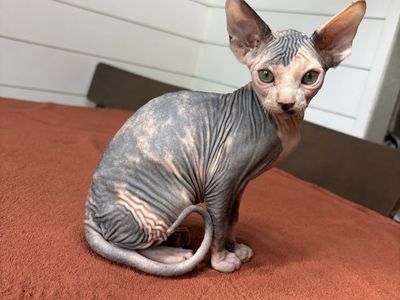 Sphinx kitten female