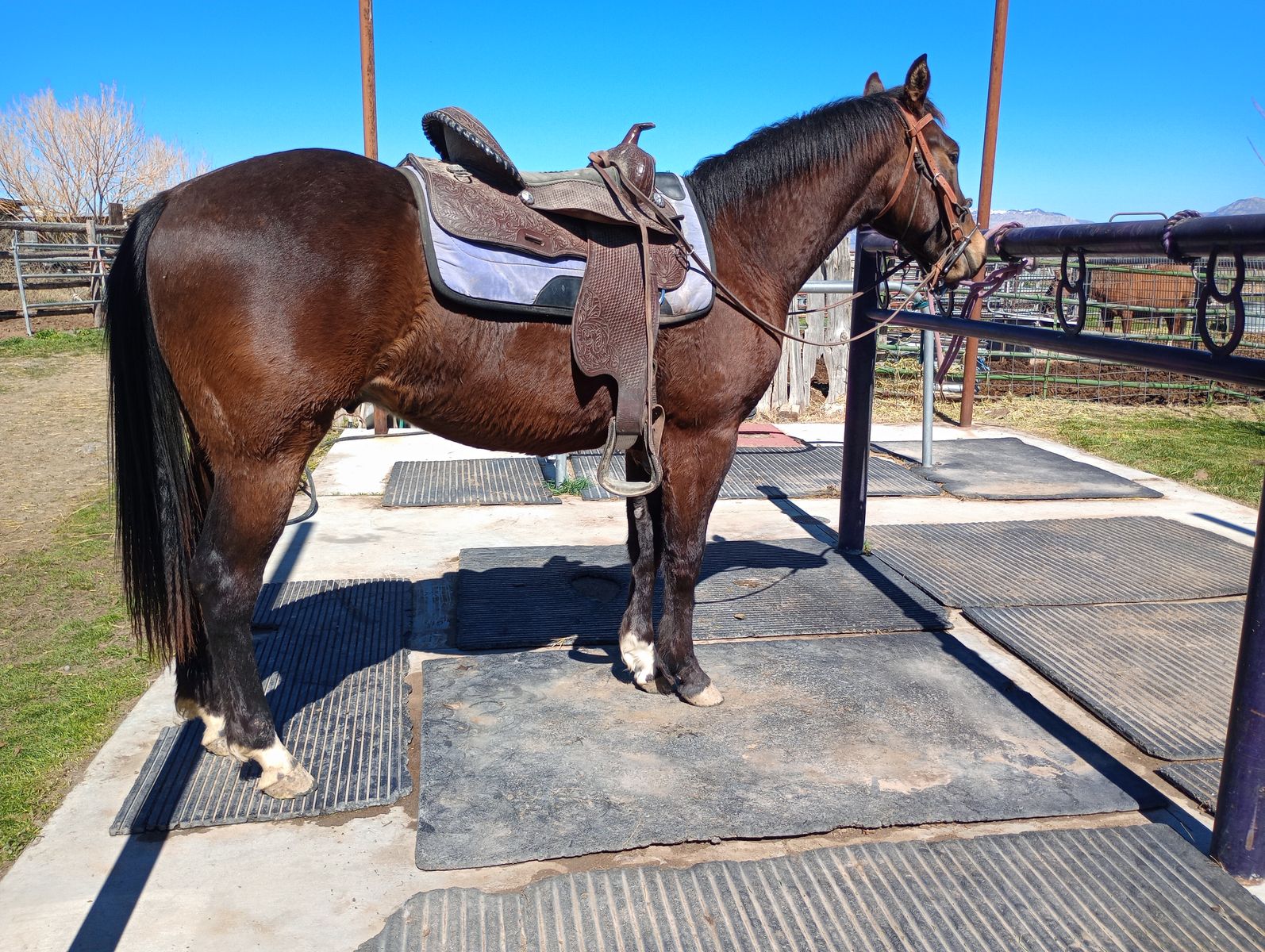 2 year old AQHA bay gelding