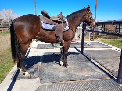 2 year old AQHA bay gelding