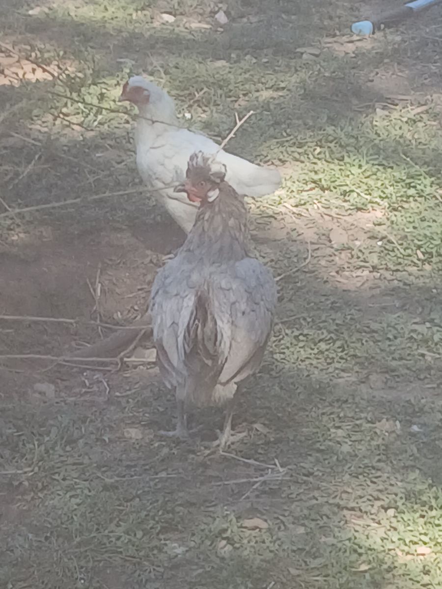 Crested euroasian hens