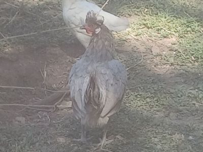 Crested euroasian hens