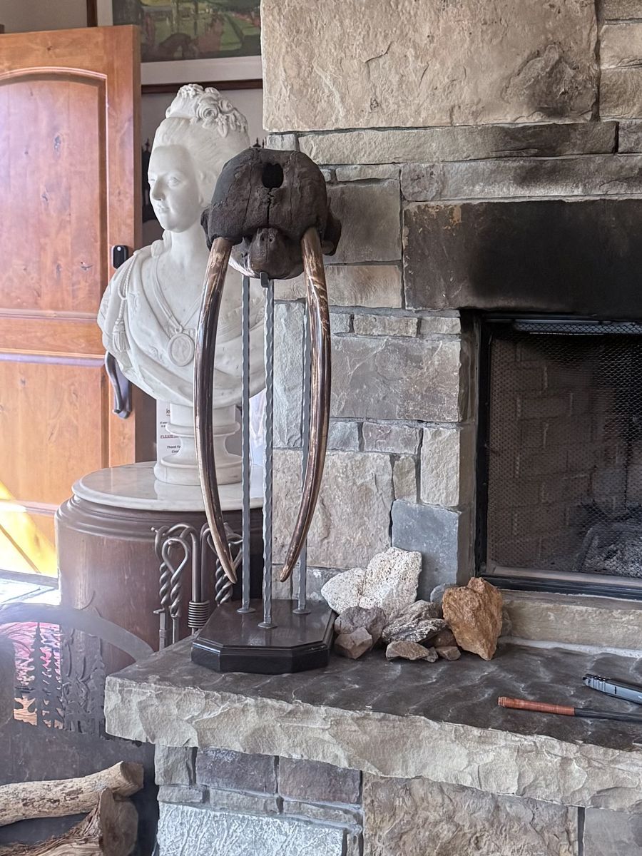 WALRUS SKULL FOSSIL (90% Complete Fossil)