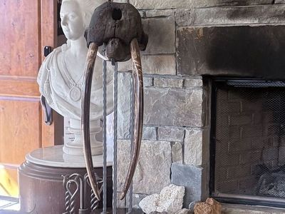 WALRUS SKULL FOSSIL (90% Complete Fossil)