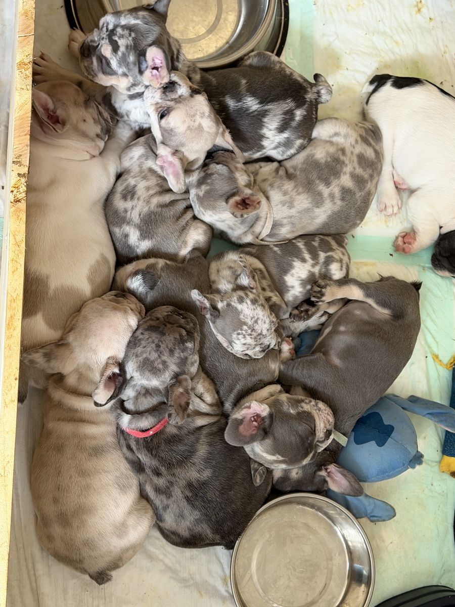 Frenchies!!