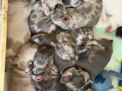 Frenchies!!