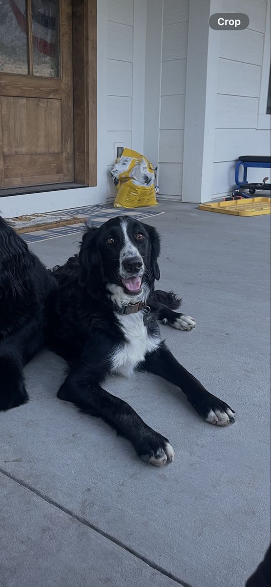 Bernedoodle