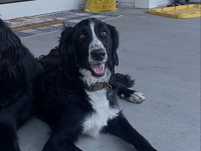 Bernedoodle