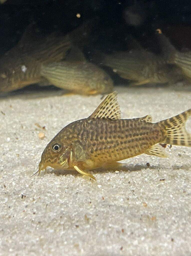 Sterbai Corydora Catfish