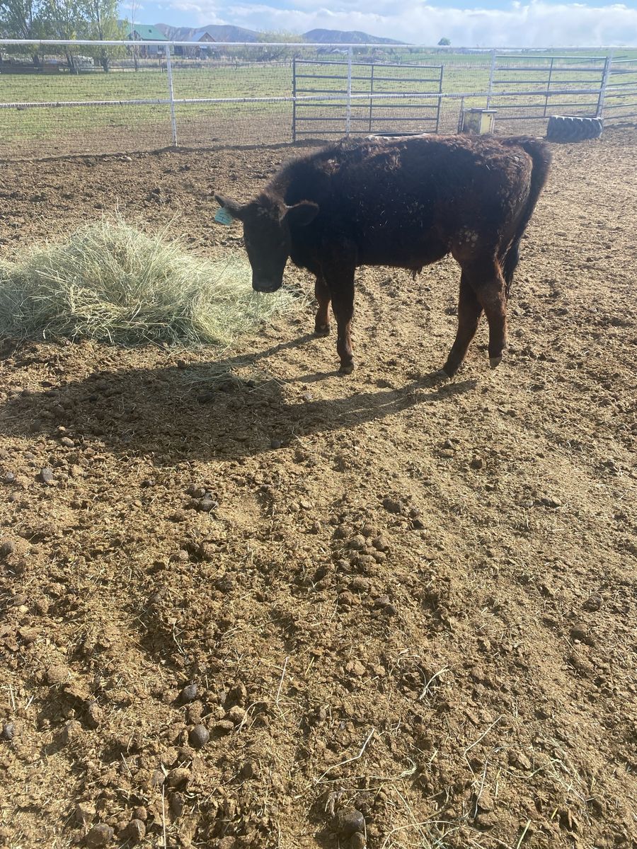 Yearling stear with a hurt hip