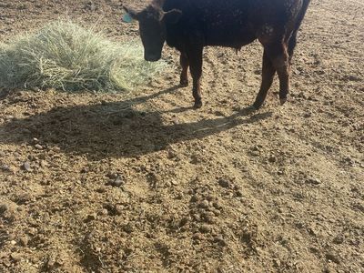 Yearling stear with a hurt hip