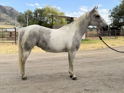 4-H Horse - 16 Year Old Paint Mare