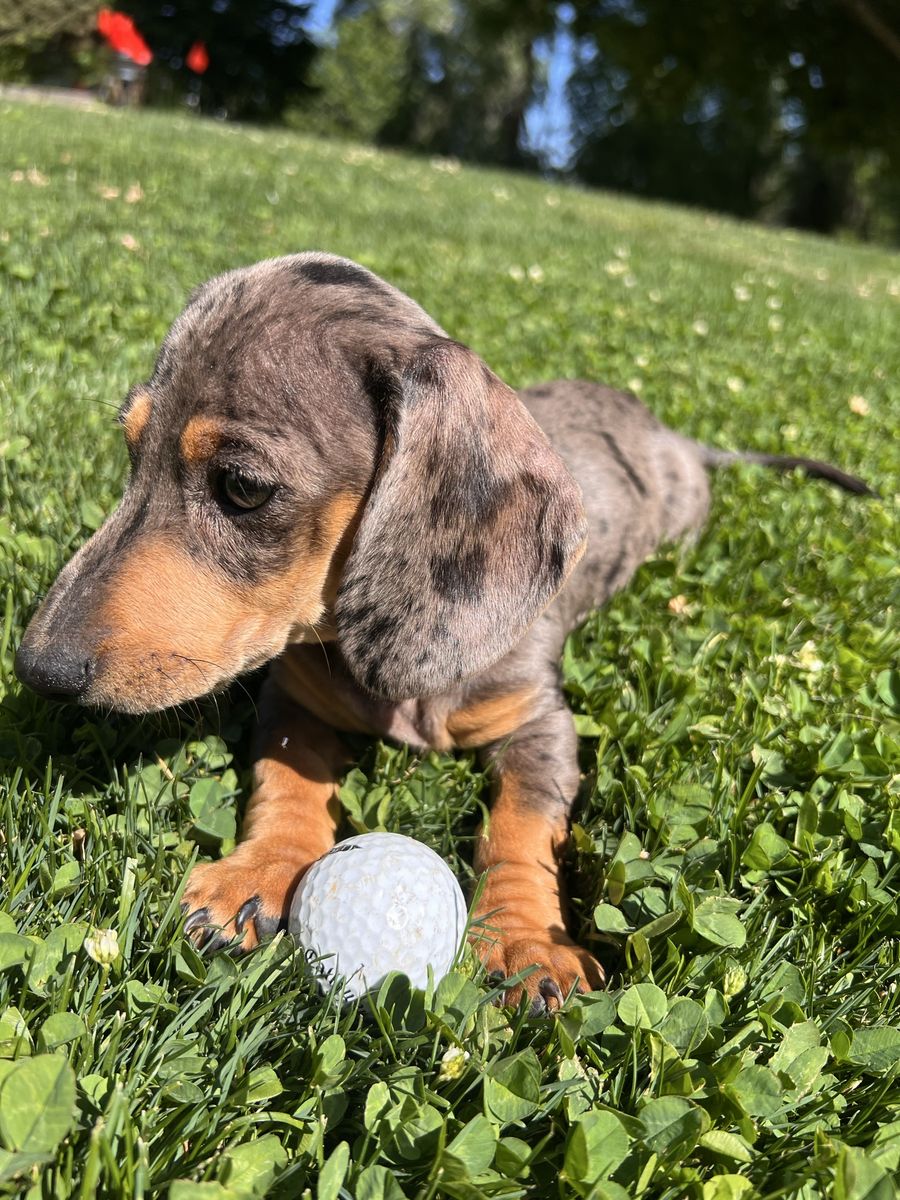 Mini dachshund puppies