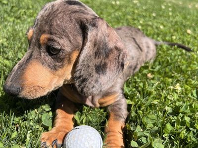Mini dachshund puppies