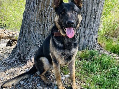 Male AKC German Shepherd