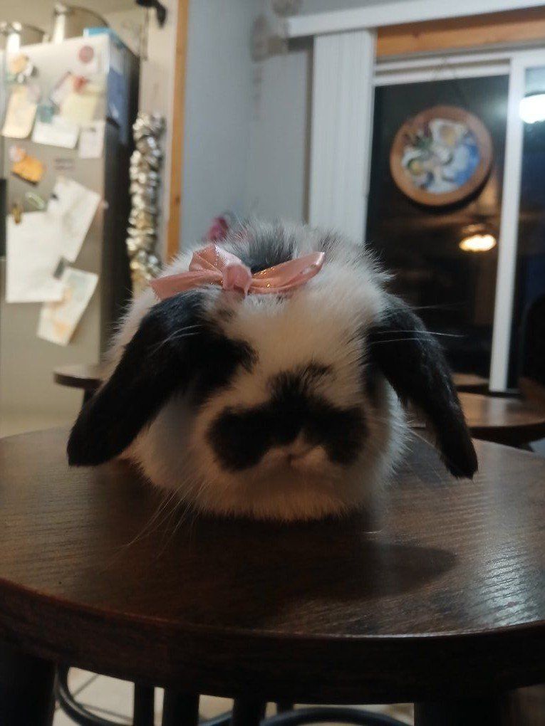 Purebred Mini Lop Does