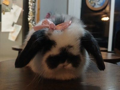 Purebred Mini Lop Does