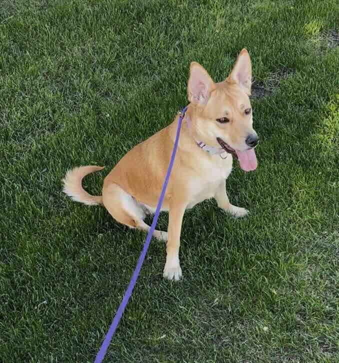 Carolina Dog, working dog