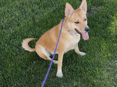 Carolina Dog, working dog