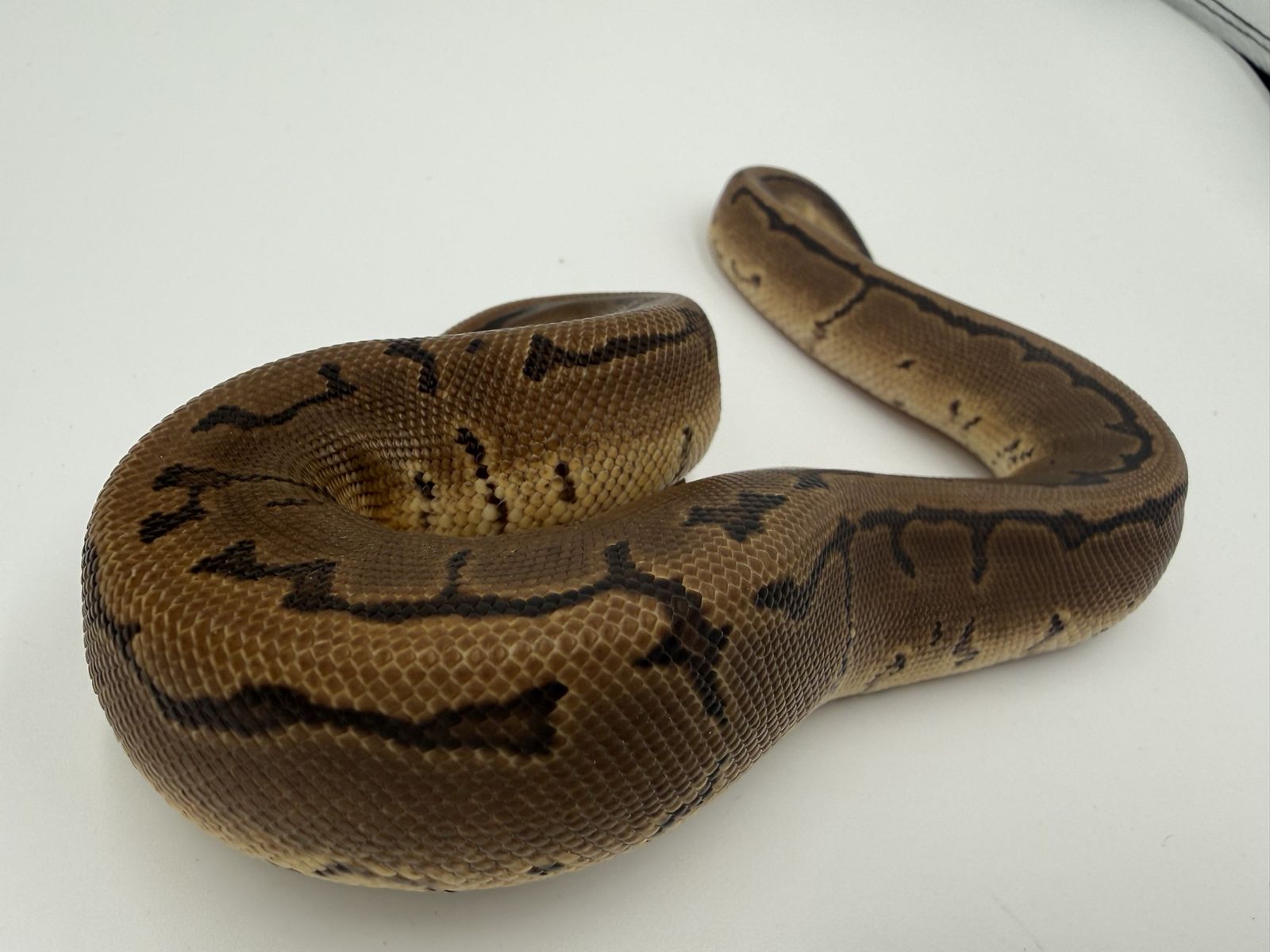 Female: Pinstripe DH DG Pied 50% DH VPI Gstripe
