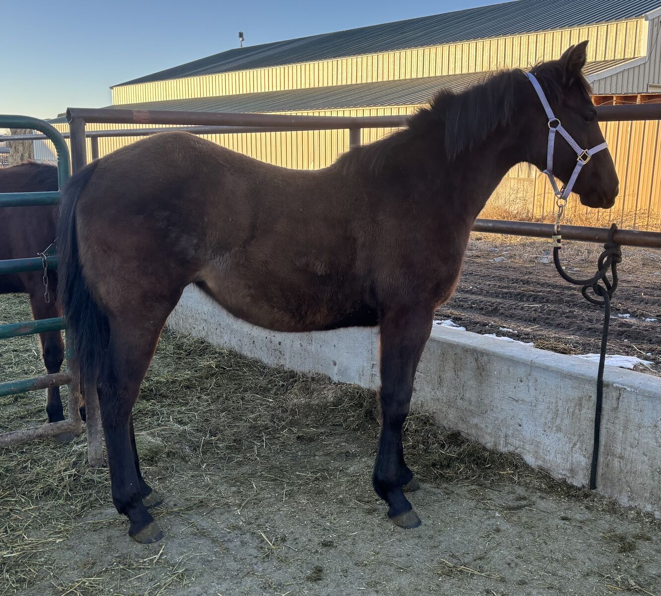 2025 Grade Black/Grulla Filly "Ella"