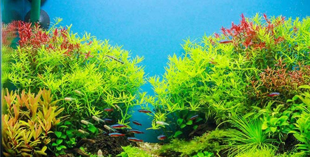 Iso snail free plants