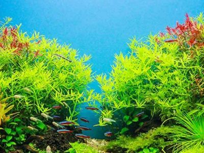 Iso snail free plants