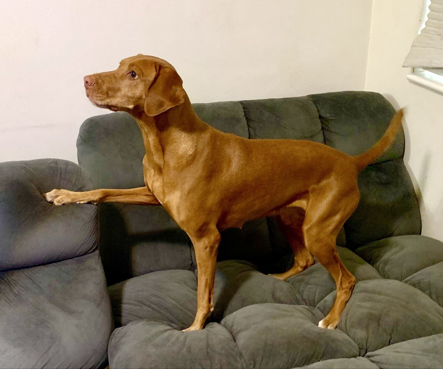 AKC female VIZSLA OBO