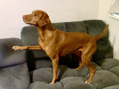 AKC female VIZSLA OBO