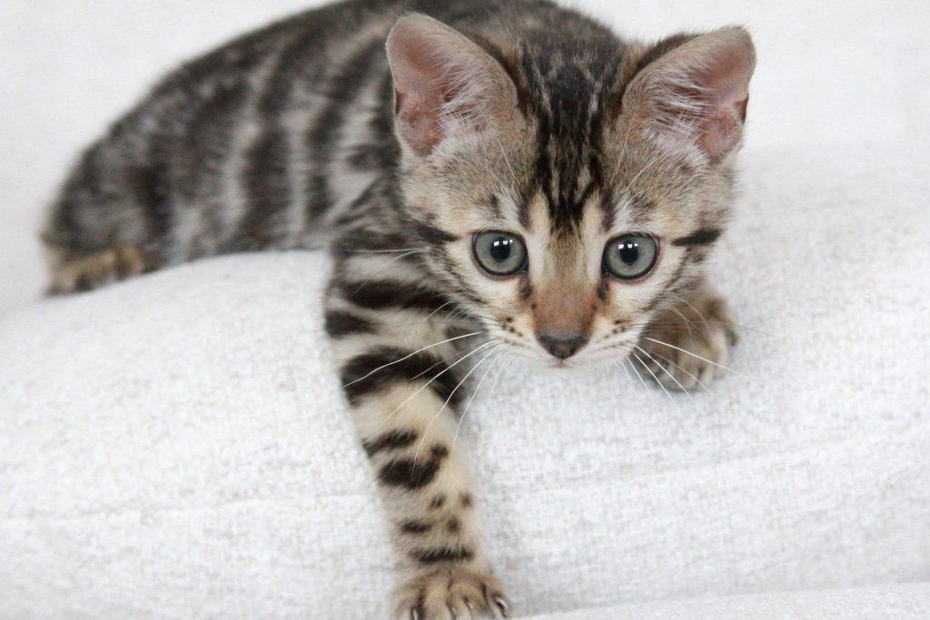 TICA Registered Bengal Cattery - Kittens available
