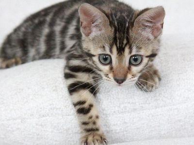 TICA Registered Bengal Cattery - Kittens available