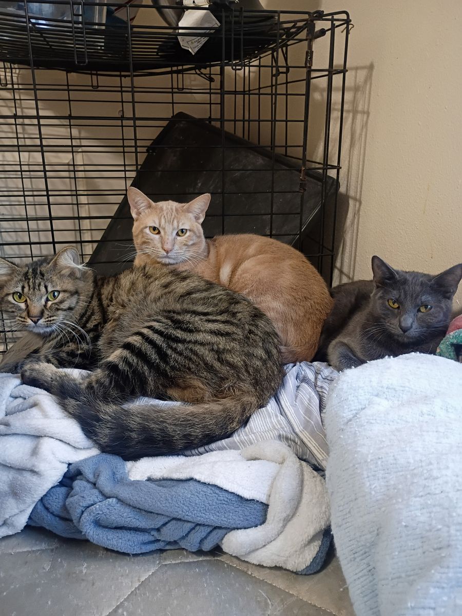 I have a adult cats needing a home home