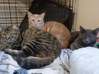 I have a adult cats needing a home home