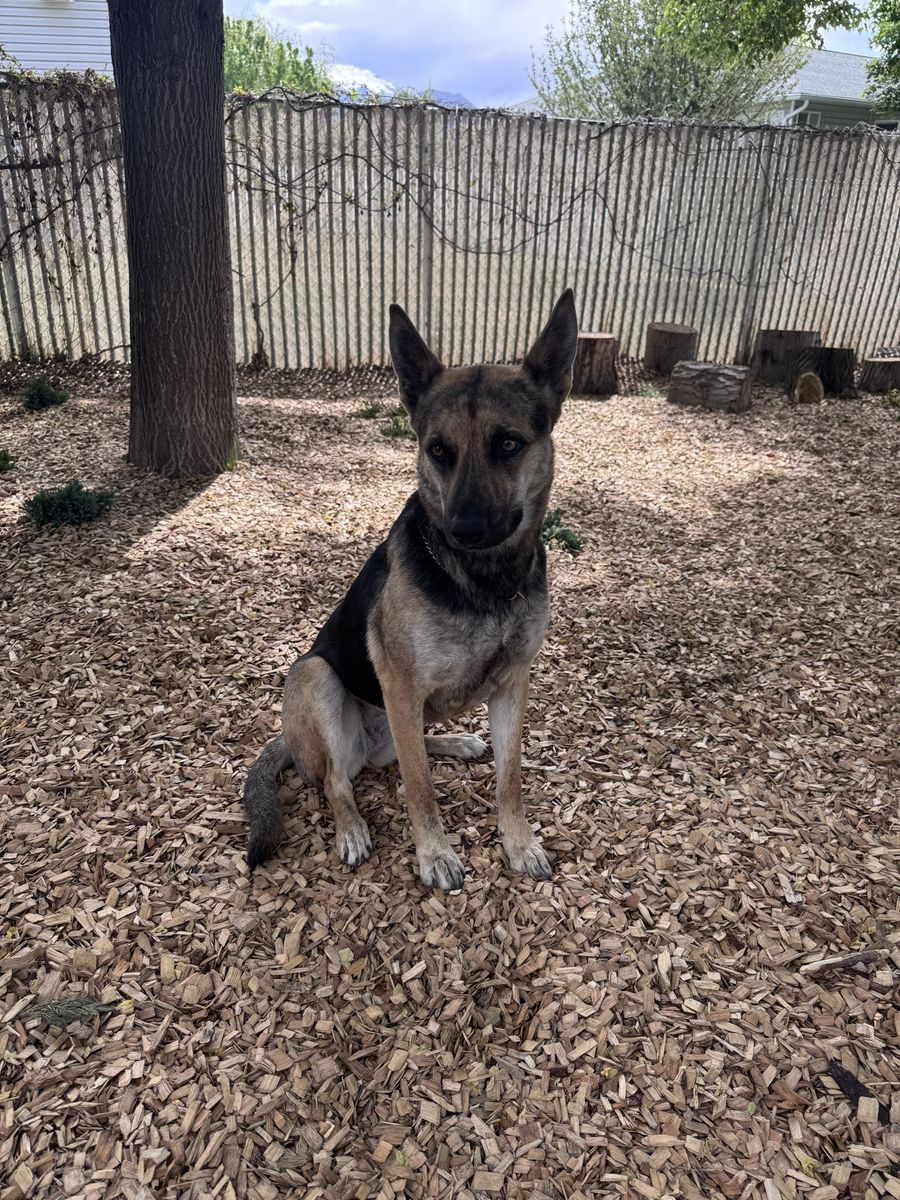 Please love our dog for us-Free