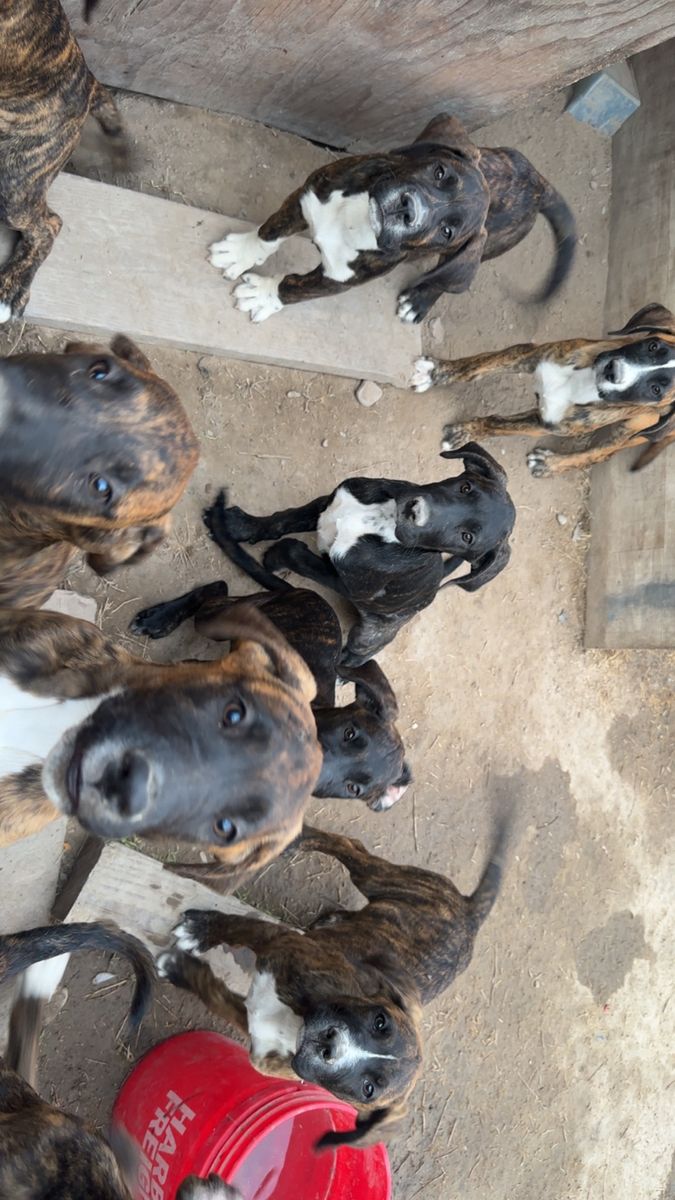 St Bernard w Great Dane mix - Ready for New Homes