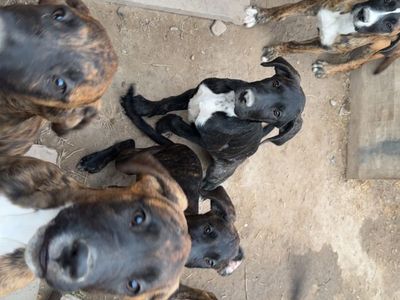 St Bernard w Great Dane mix - Ready for New Homes