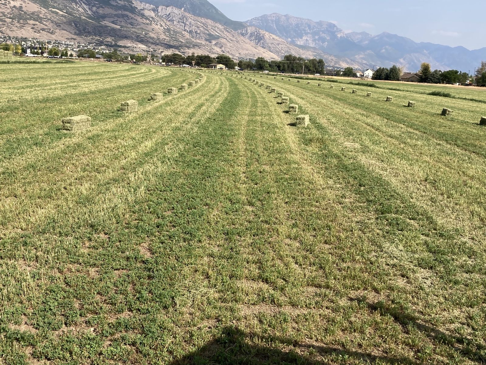 Second crop alfalfa, Hay