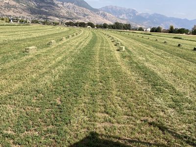 Second crop alfalfa, Hay