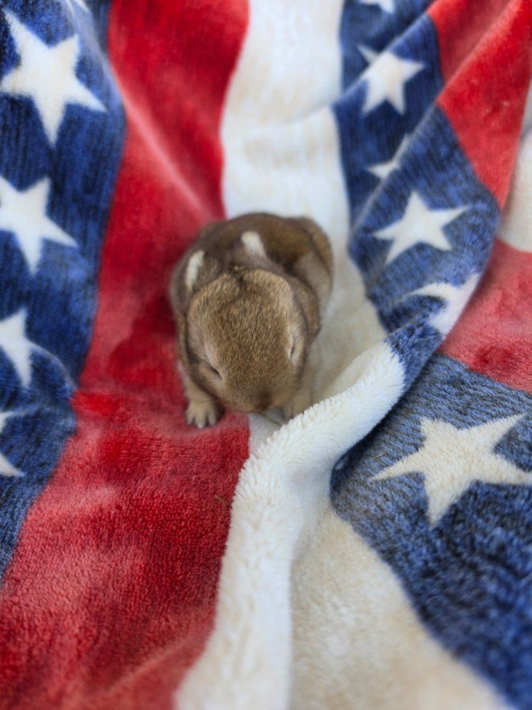 Chestnut Netherland Dwarf (Chocolate and Orange Carrier)