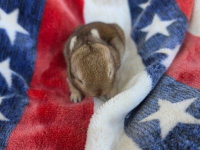 Chestnut Netherland Dwarf (Chocolate and Orange Carrier)
